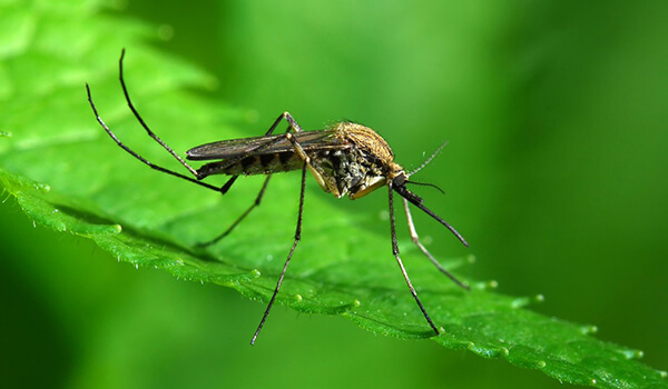 Фото: Малярийный комар