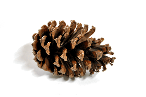 Еловая шишка