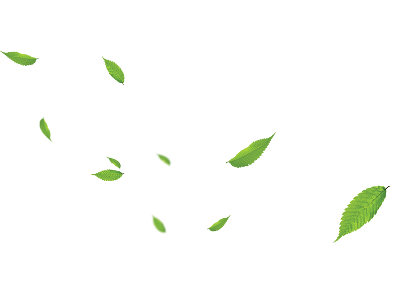 Лист, листок, лист дерева, листья