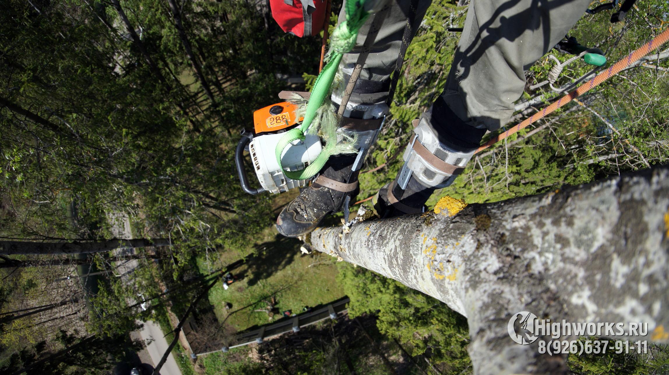 Укрепление деревьев промышленными альпинистами