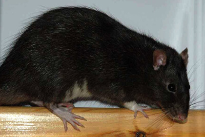 Фото черная крыса дома