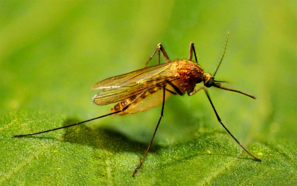 Фото: комар обыкновенный