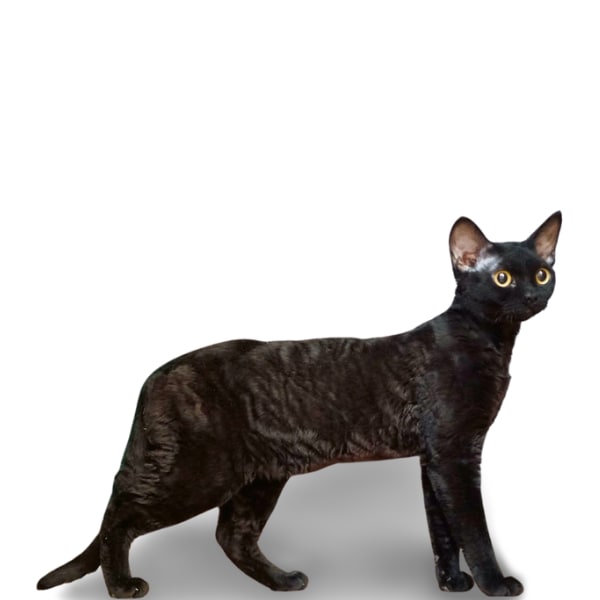 Кошка IRRUS LIZAVETA, окрас черный / n, родилась 26.02.2021
