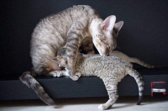 Кошка девон-рекс ухаживает за котенком