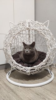 Напольное кресло конон для животных "Котопёс" с котом