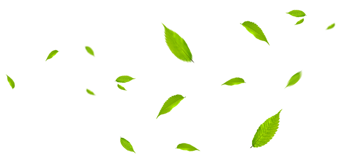 Лист, листок, лист дерева, листья