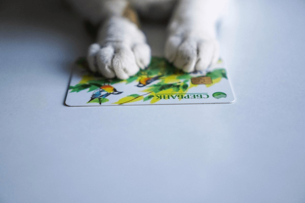 Котенок положил лапки на банковскую карту