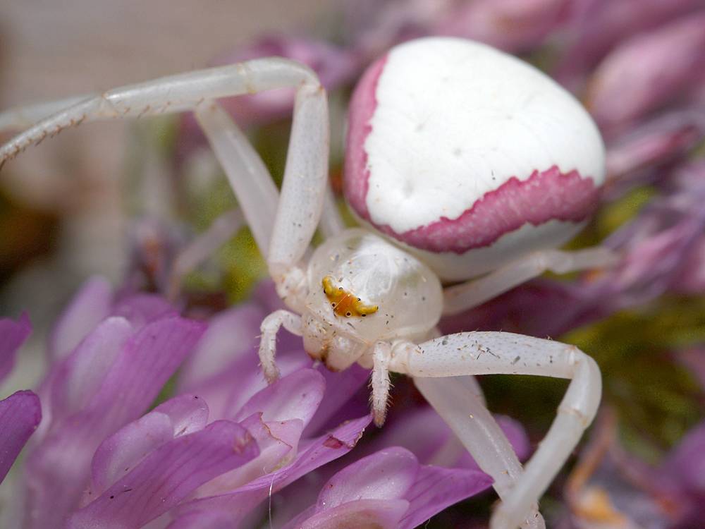 Цветочный паук фото