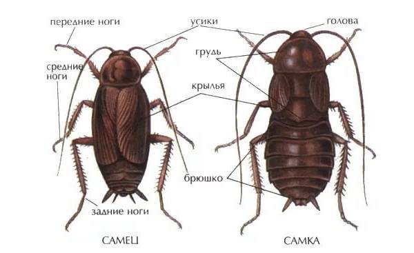 Фото строение тараканов
