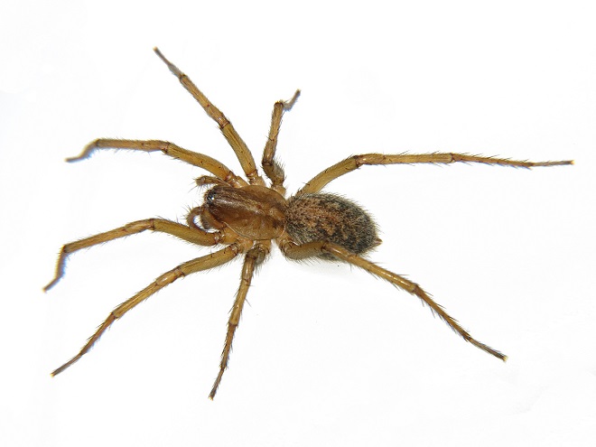 Фото домашнего паука Бродяга