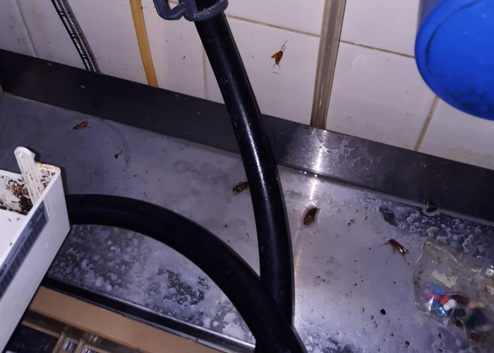 Истребление тараканов в зоне раковины