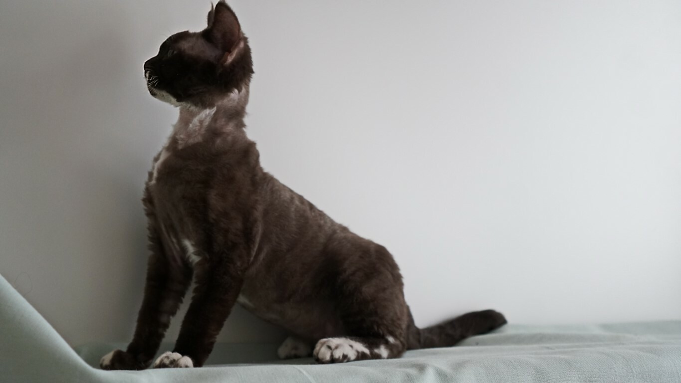 Котёнок девон-рекс IRRUS TERESA, пол женский, окрас DRX b 09/ шоколадная с белым