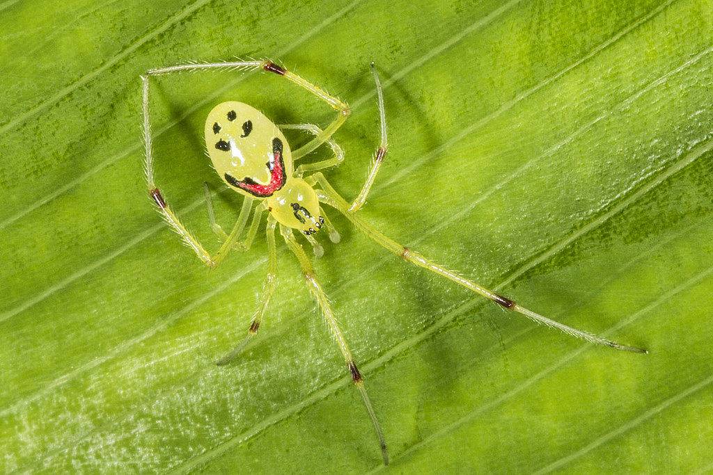 Улыбающийся паук фото