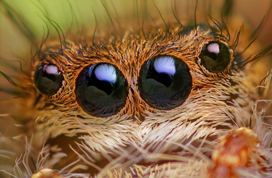 Глаза паука фото