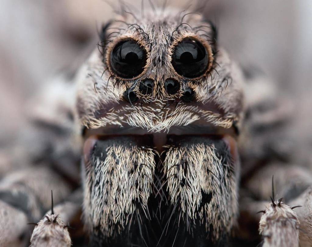 Апулийский тарантул  фото