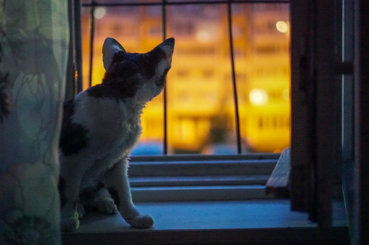 Кот смотрит в окно вечером