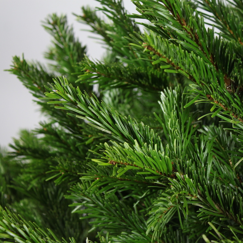 датская елка иголки датской елки