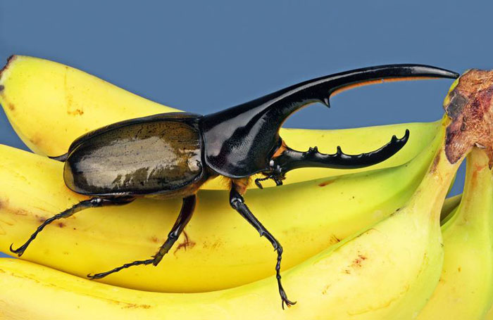 Фото Жук-геркулес на связке бананов