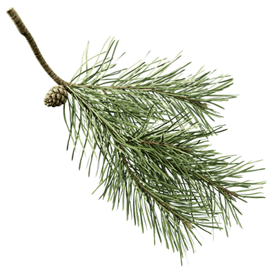 Еловая ветка, сосновая ветка, ель, сосна, дерево