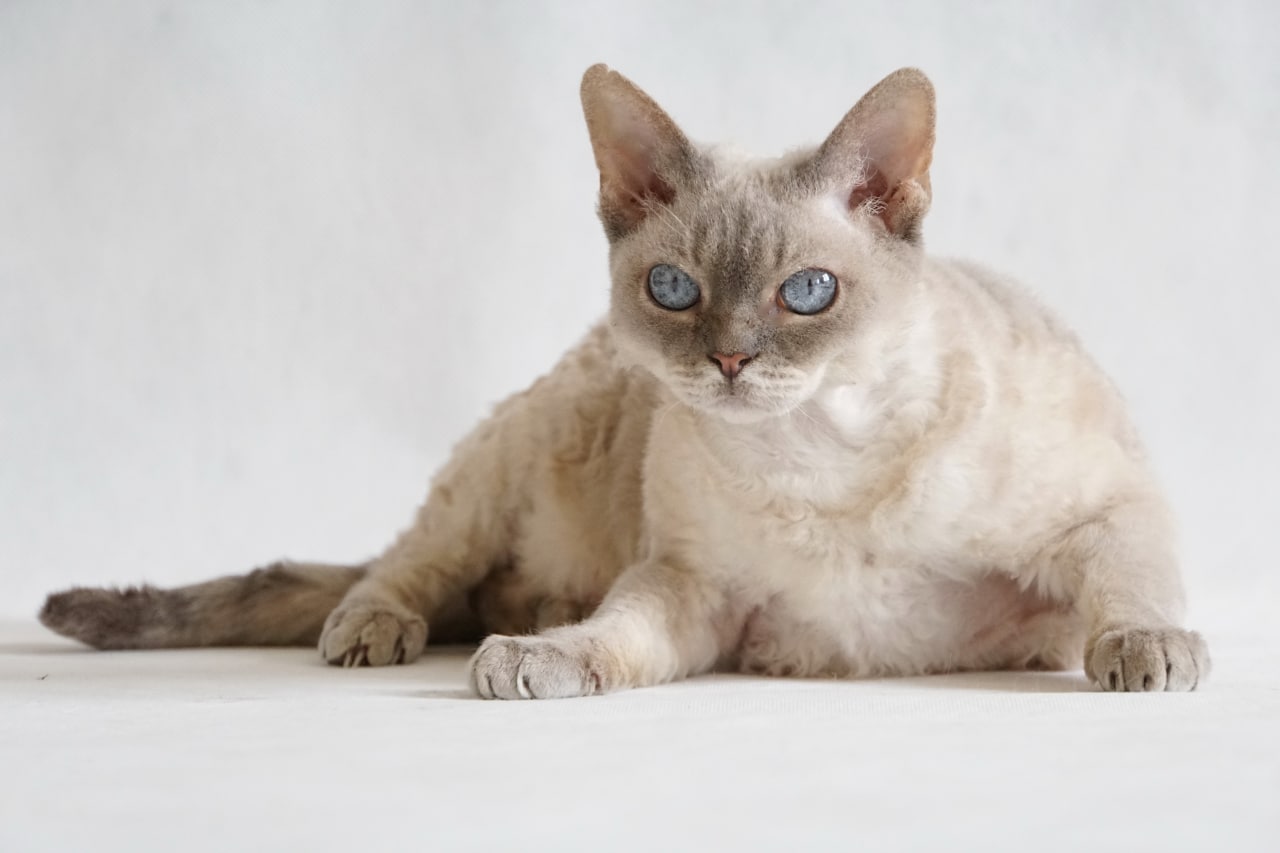 Кошка ALLEGRA VIVAT KOTAVI, окрас голубая табби поинт/a 24 33, родилась На пенсии