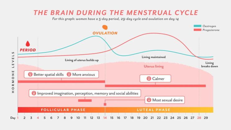 Ovulation cycle affects your dating behaviour - In Sync Blog by Nua