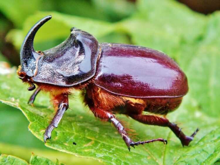 Фото Хрущ майский закавказский жук