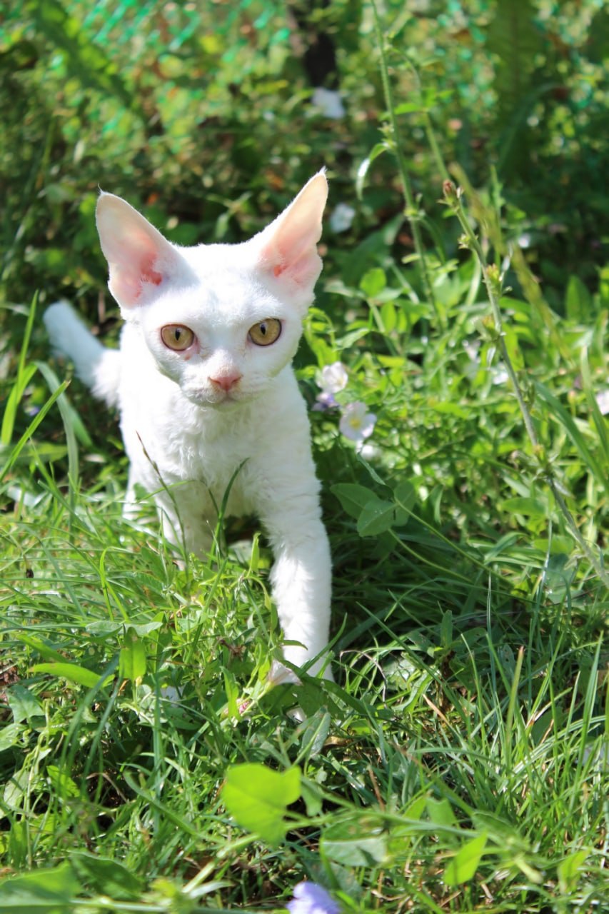 Кошка JABULANI WHITNEY, окрас белый / w, родилась На пенсии