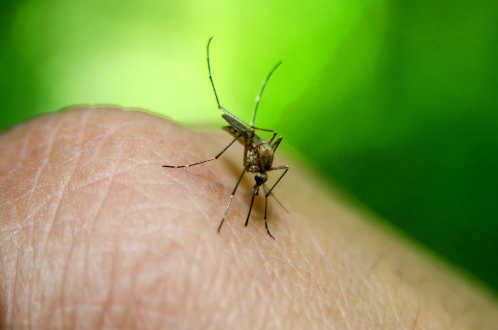 Фото : укус комара