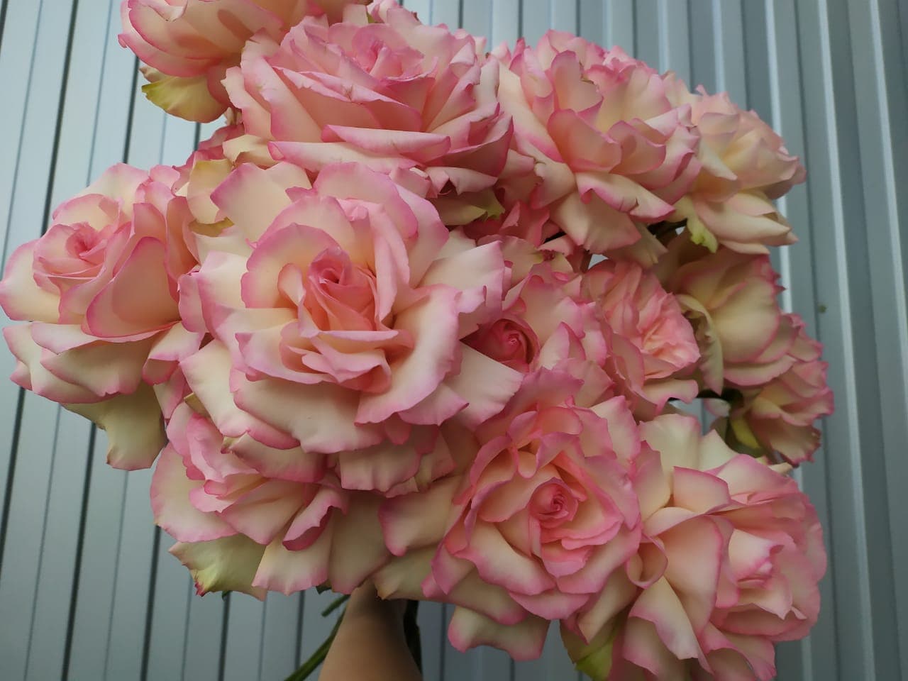 Розы Софи Лорен розовые