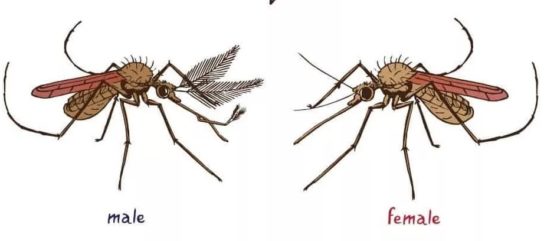  Фото: Отличие самки комара от самца