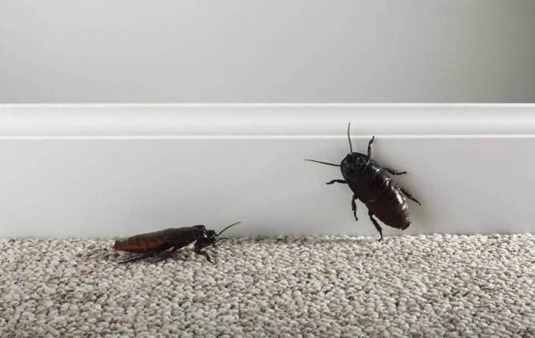 Фото черных тараканов