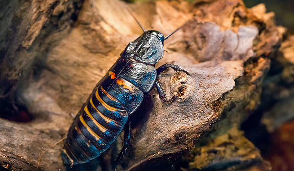Фото Мадагаскарский таракан