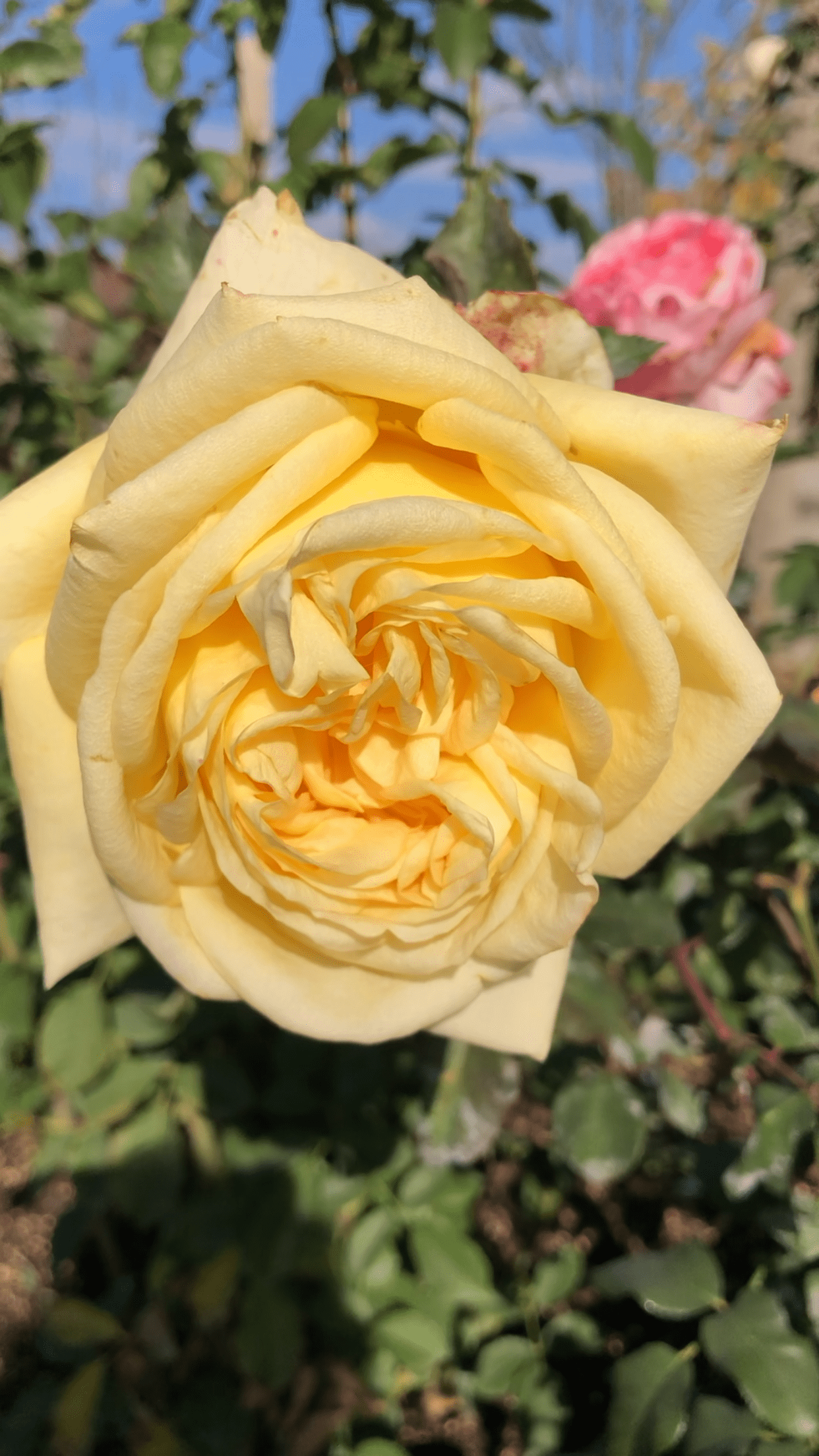 плетистая  роза