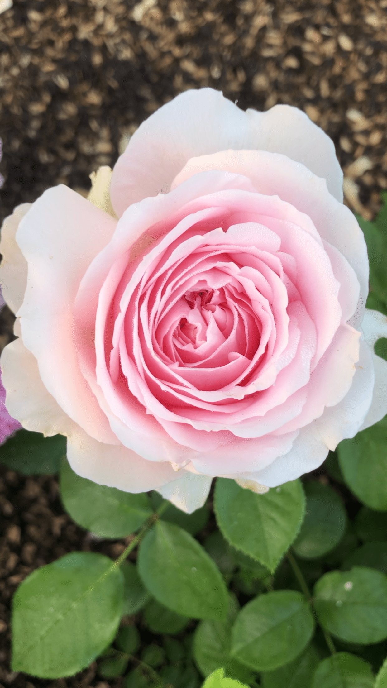 Японские розы