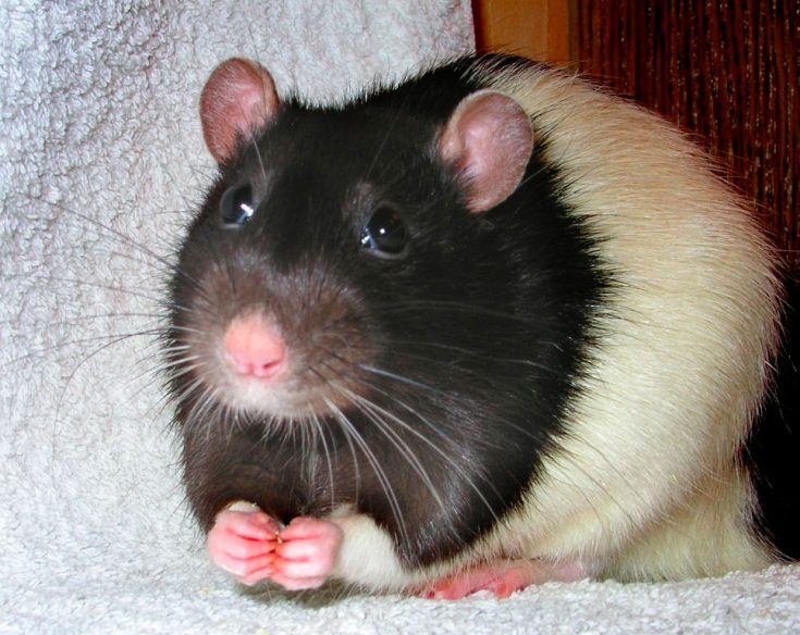 домашняя крыса фото