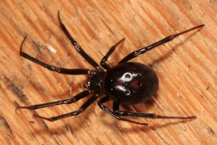 Фото домашнего паука Стеатода крупная