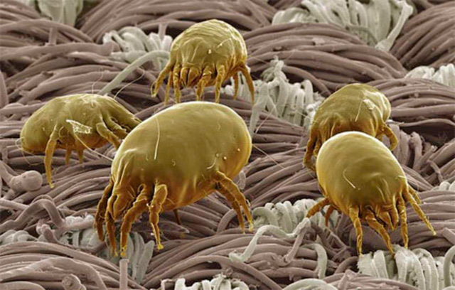 пылевой клещ фото под микроскопом