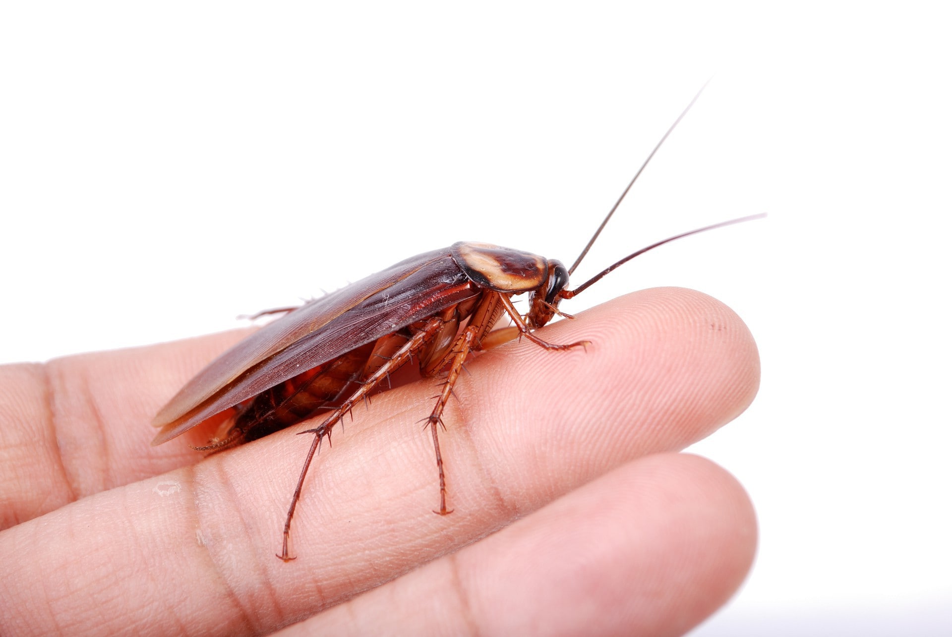 Фото опасный рыжий таракан