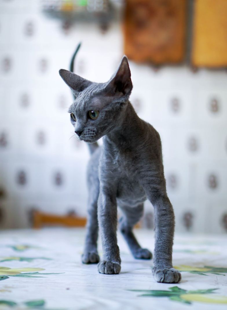 Голубые девоны. Порода девон рекс. Голубые девоны. Коты девон рекс. Девон рекс усы.