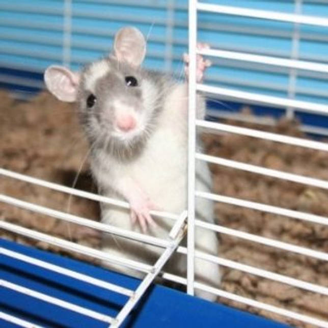 домашняя крыса содержание