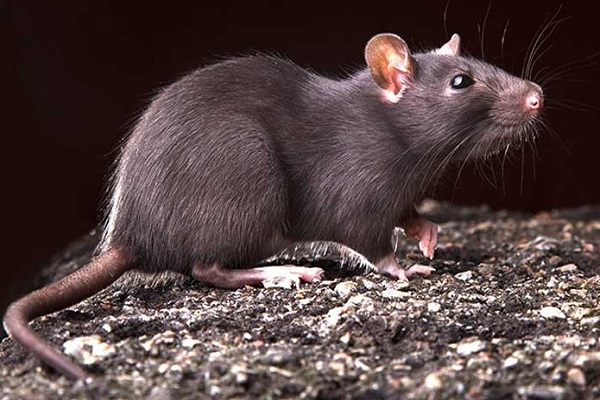 Фото внешний вид черной крысы