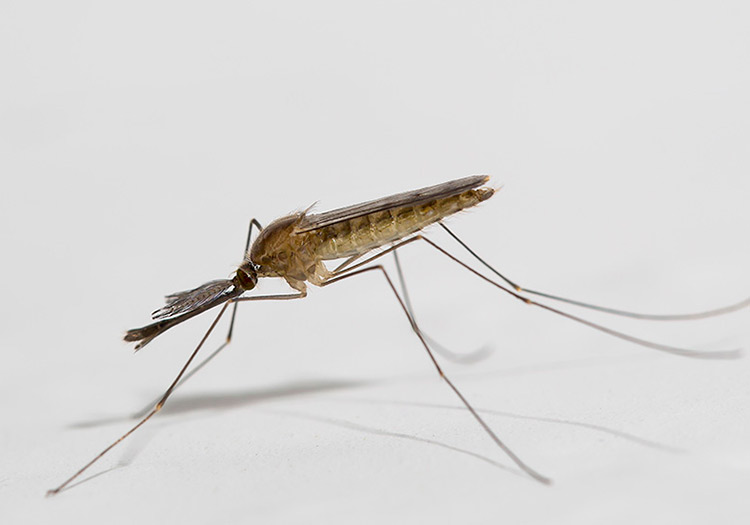 Фото: Малярийный комар (Анофелес)