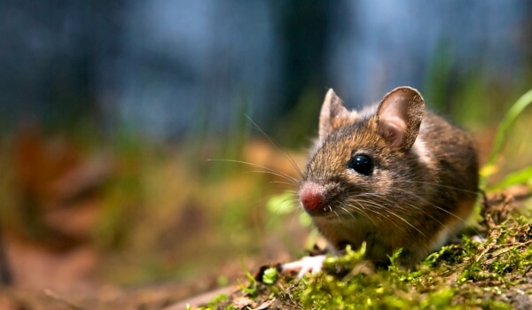 Фото: Мышь полевка