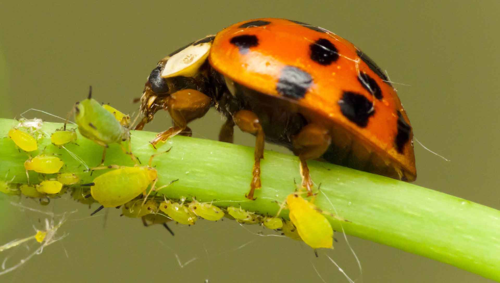божья коровка питается тлей. насекомые уничтожающие вредителей. божья коровка и тля. насекомые уничтожающие вредителей. насекомые уничтожающие вредителей.