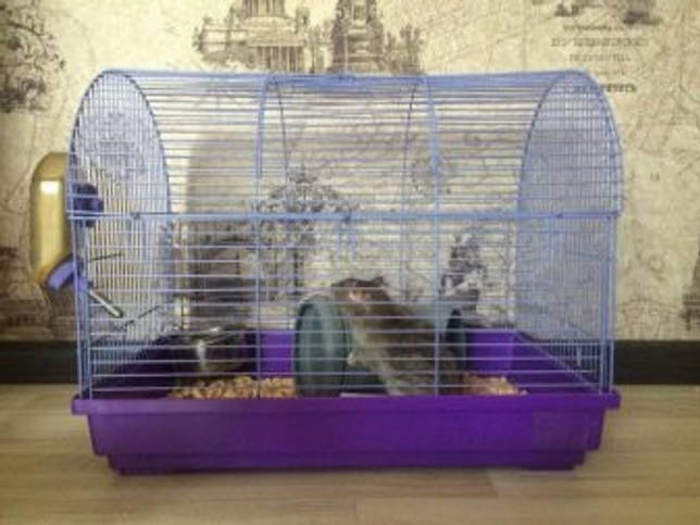 домашняя крыса в клетке
