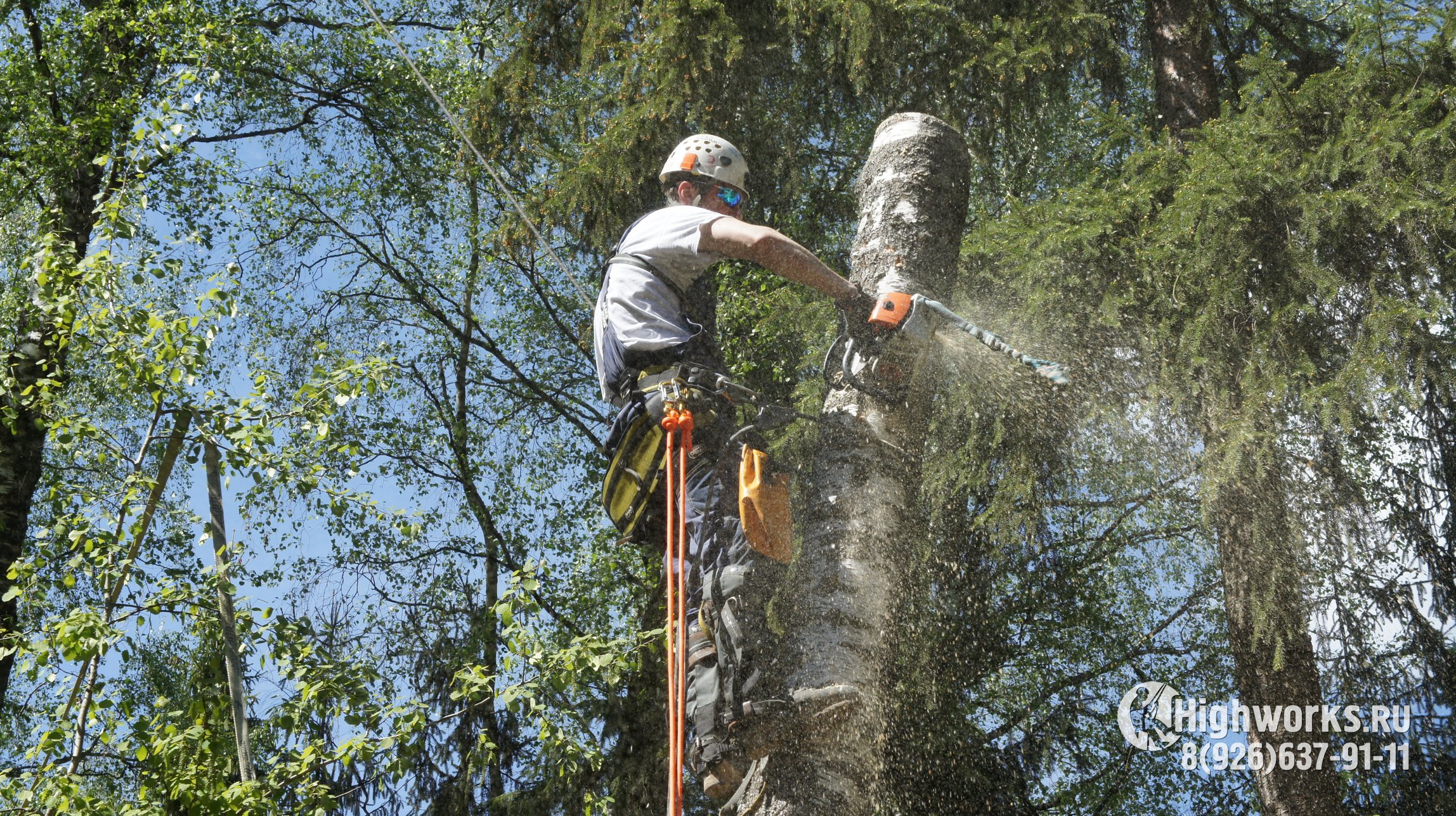 Удаление деревьев промышленными альпинистами