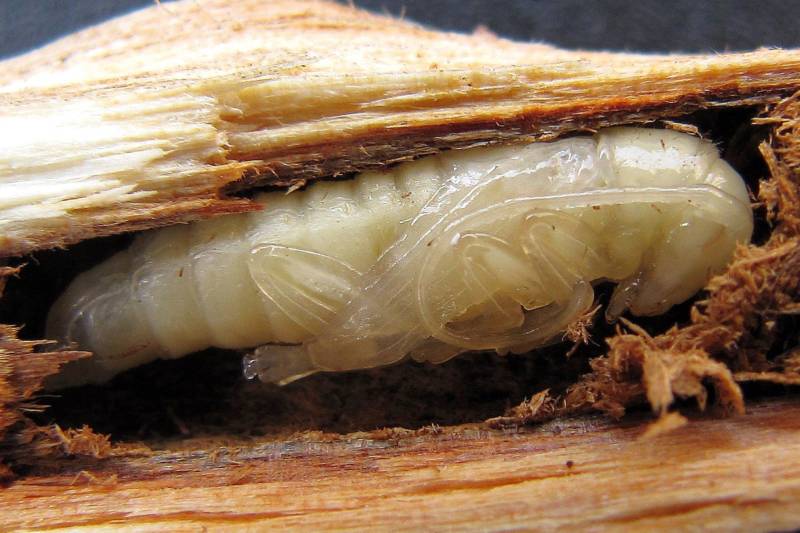 Фото личинки жука короеда