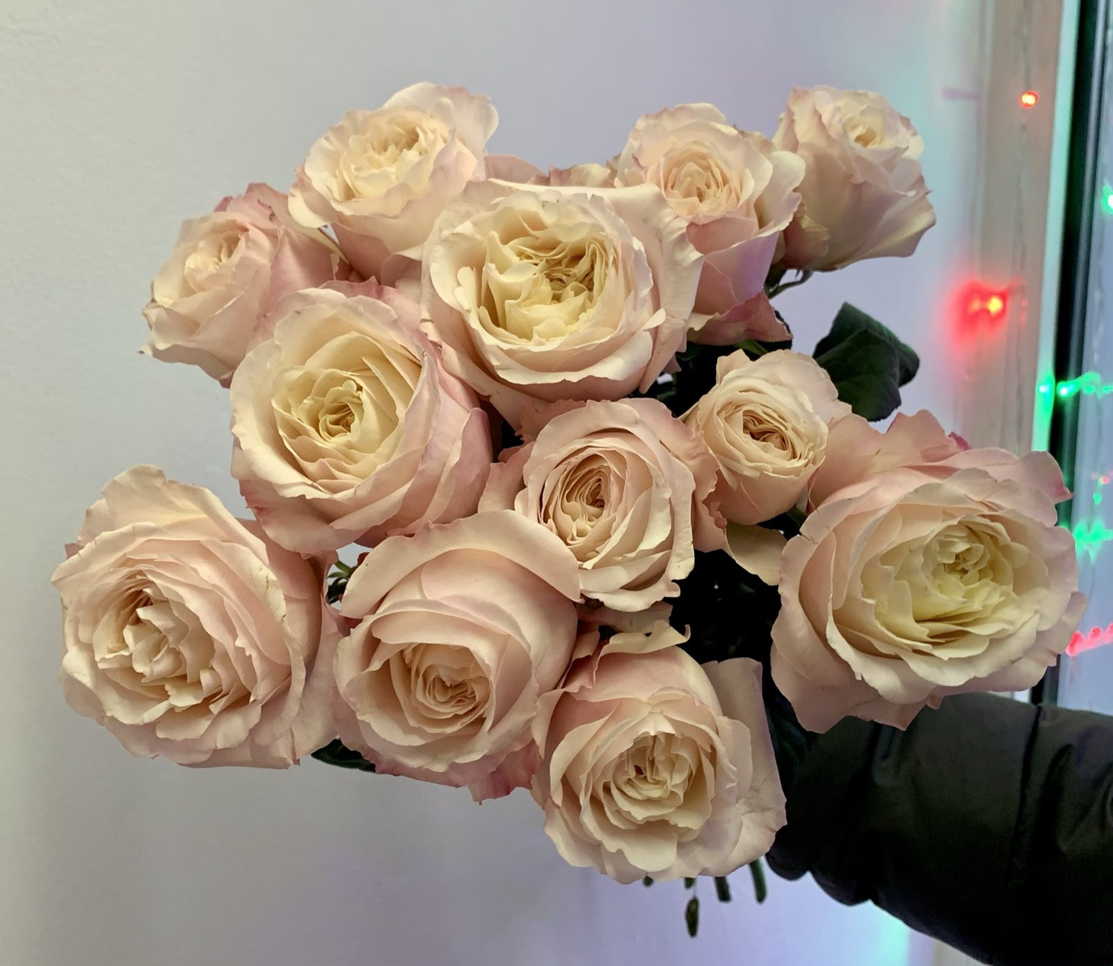 Одноголовая роза Saidy Arrieta