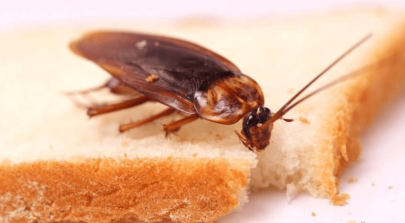 Фото рыжего таракана