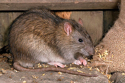 Фото крысы